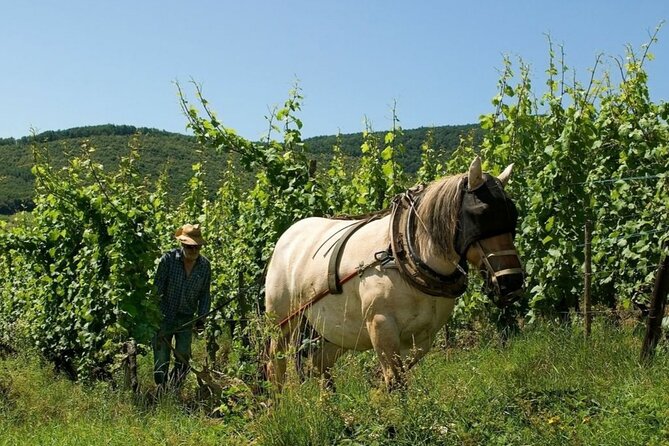 Alsace wine tour and medieval villages. Small group guided tour - Kientzheim brings you closer to small producers