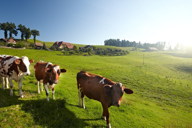 Bern Small-Group Day Trip from Zurich Including Cheese Tasting - Should you book the Bern day trip from Zurich?