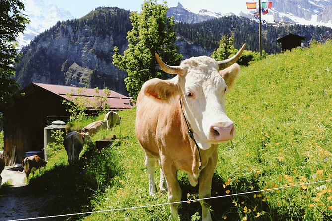 Discover Interlaken’s most Photogenic Spots with a Local - Why this photo walk works in Interlaken