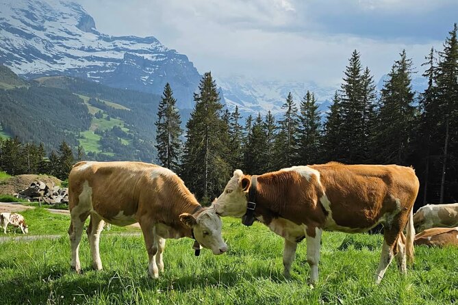 Easy countryside tour in Swiss Alps - kids friendly - A gentle start from Lauterbrunnen Bahnhof