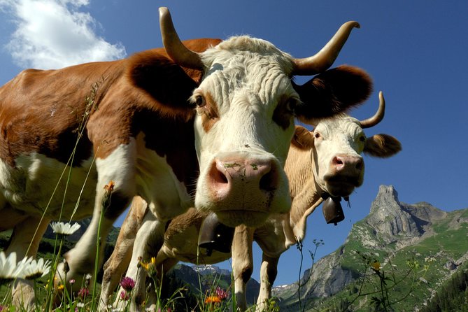 Eiger and Jungfrau Panorama Day Trip from Lucerne - What the Jungfraujoch upgrade really means