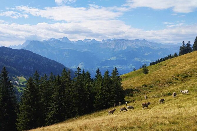 Full-Day Hiking Swiss Alps and Lake swim with Pick-up - How Robbe shapes the day