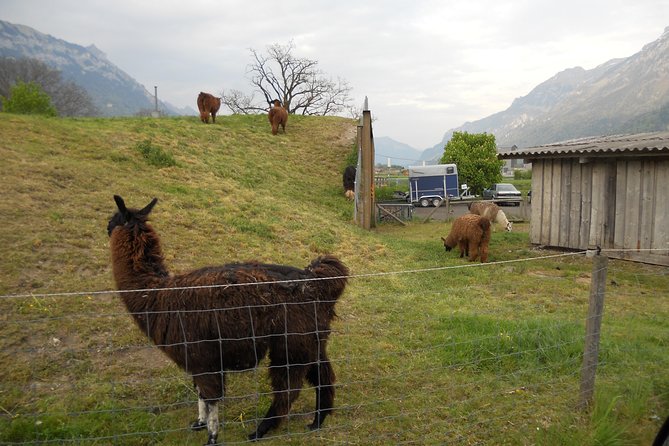 Interlaken Private Tour: Mountains Cows, Thun Lake, and Brienz Lake - Wilderswil brings you close to Swiss farm life
