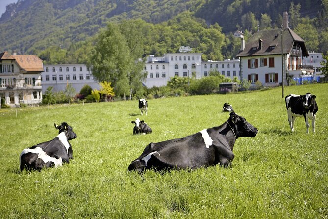 Maison Cailler Visit and Walk A Pioneer in the Meadows - The chocolate story is stronger than a simple factory stop