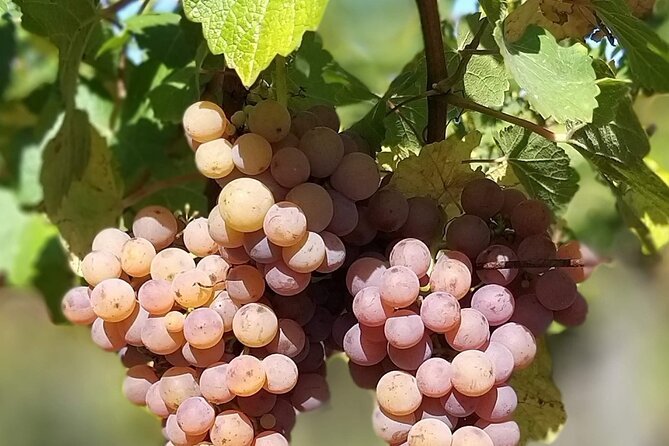Pinot Noir & Pinot Wine Tour to Baden-Württemberg - Why This Basel Wine Tour Is Different