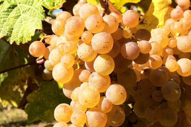Pinot Noir & Pinot Wine Tour to Baden-Württemberg - The Second Ihringen Winery and Its Regional Role