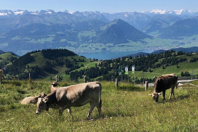 Private Guided Hike on Mt. Rigi with Farm Visit and BBQ - A Swiss sausage BBQ at an alpine outpost