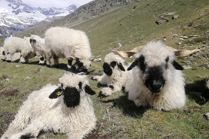 Private Mt. Gornergrat and Zermatt Tour - What the $858.03 price buys you