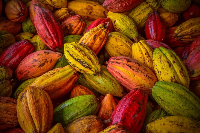 Swiss Chocolate Tasting Experience | Basel - Tasting six grand cru chocolates