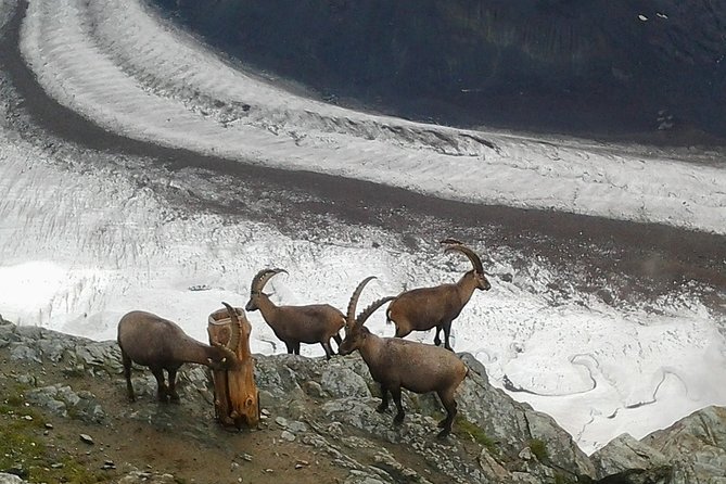 Zermatt & Mt. Gornergrat Small Group Day Trip from Bern - The Mattertal railway ride to Zermatt