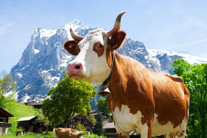 Zurich: Chocolarium and Appenzeller Schaukäserei Tour - A Swiss food day from Zurich