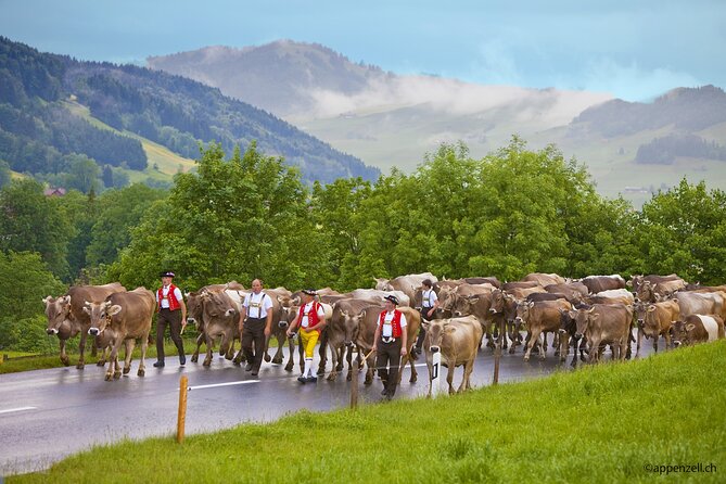 Zurich Open Top Bus, Chocolate and Cheese Factory Tour Appenzell - Inside the Chocolarium in Flawil